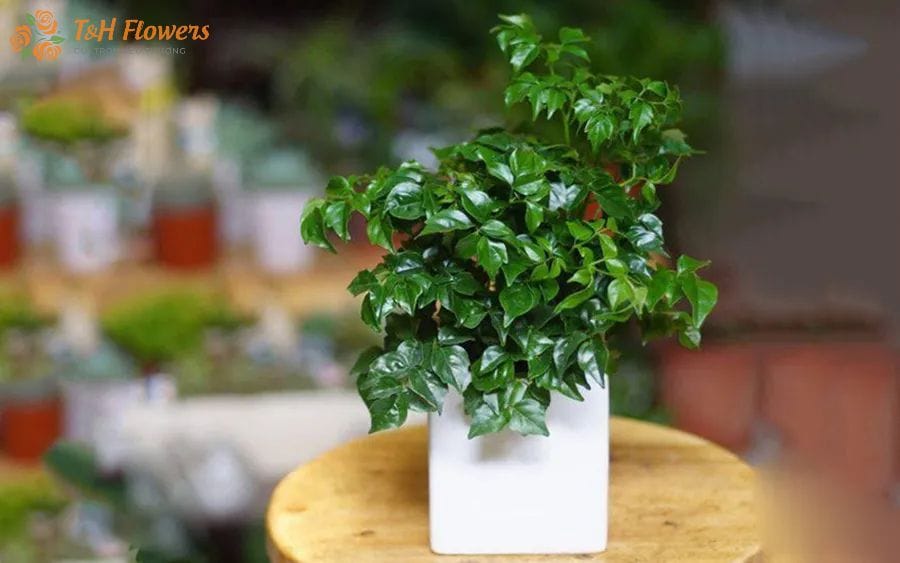 cây hạnh phúc hợp mệnh gì
