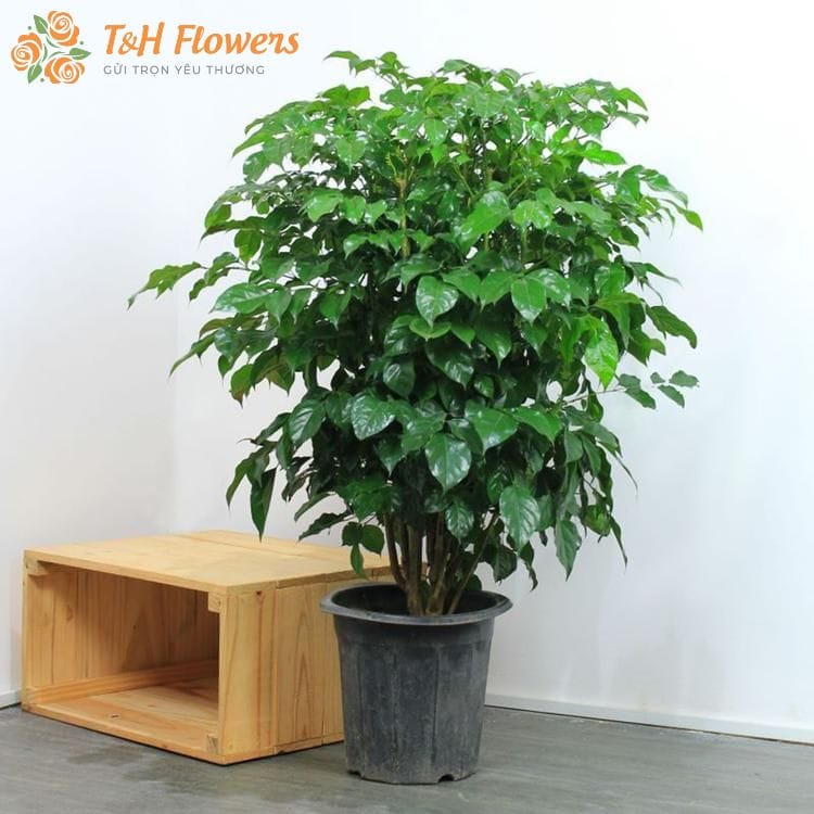 cây hạnh phúc hợp mệnh gì