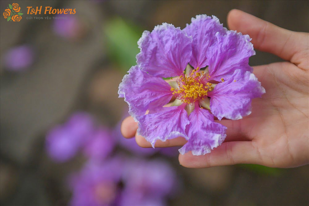 hoa bằng lăng