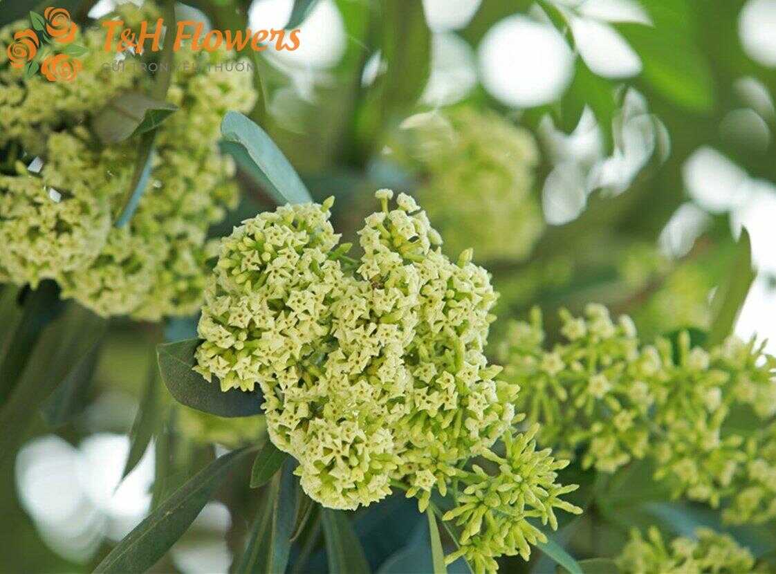hoa sữa