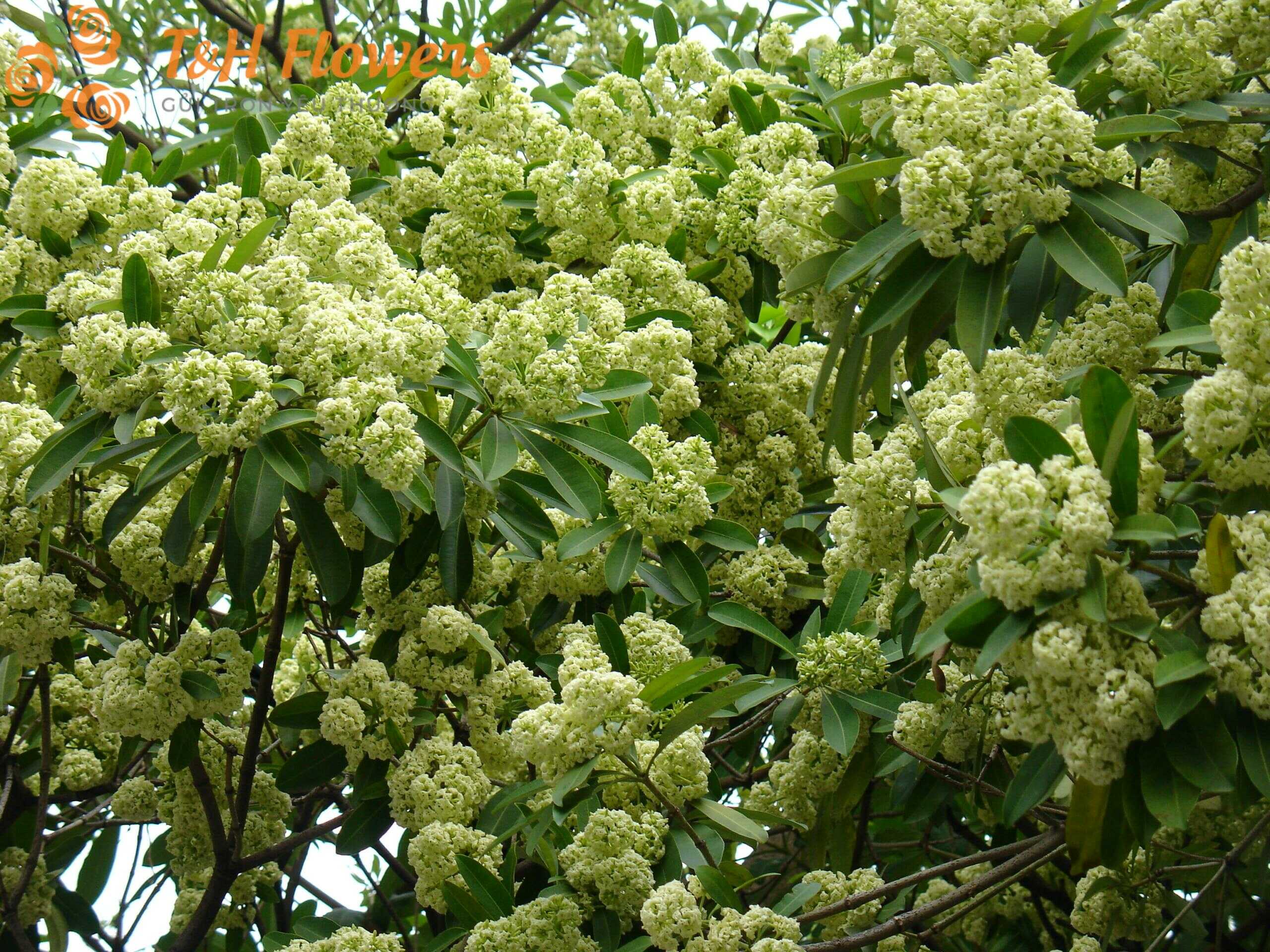 hoa sữa