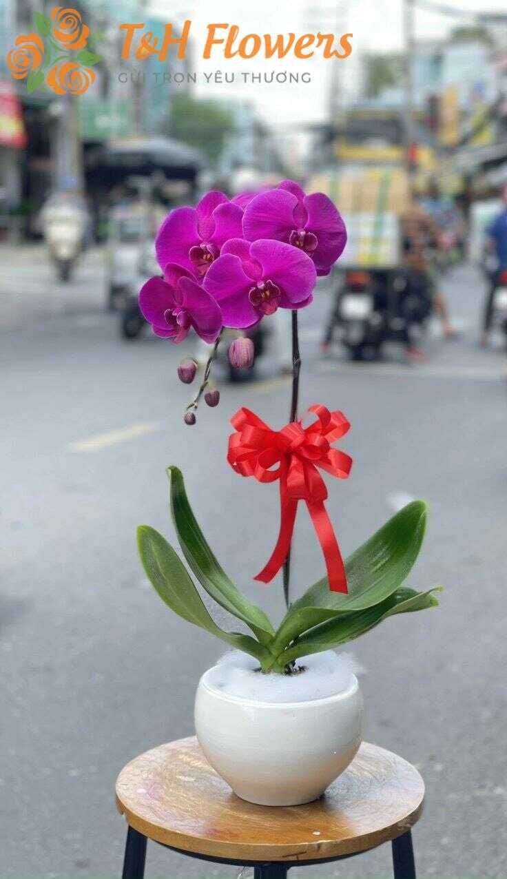 Shop hoa tươi phường Thuận An