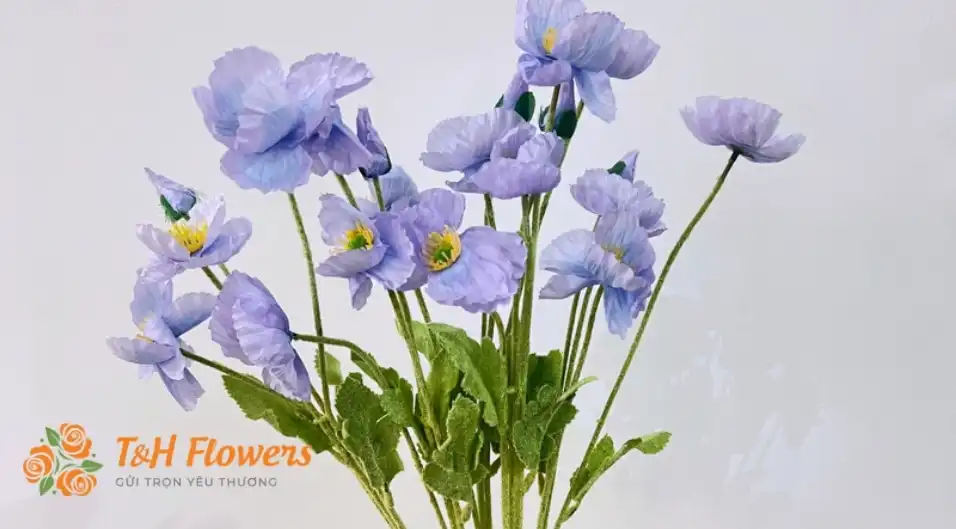 Hoa anh túc - Ý nghĩa, nguồn gốc, màu sắc và những điều cần biết