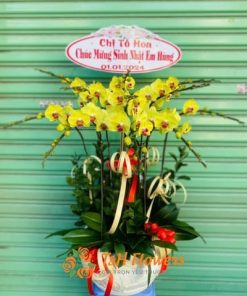 lan hồ điệp