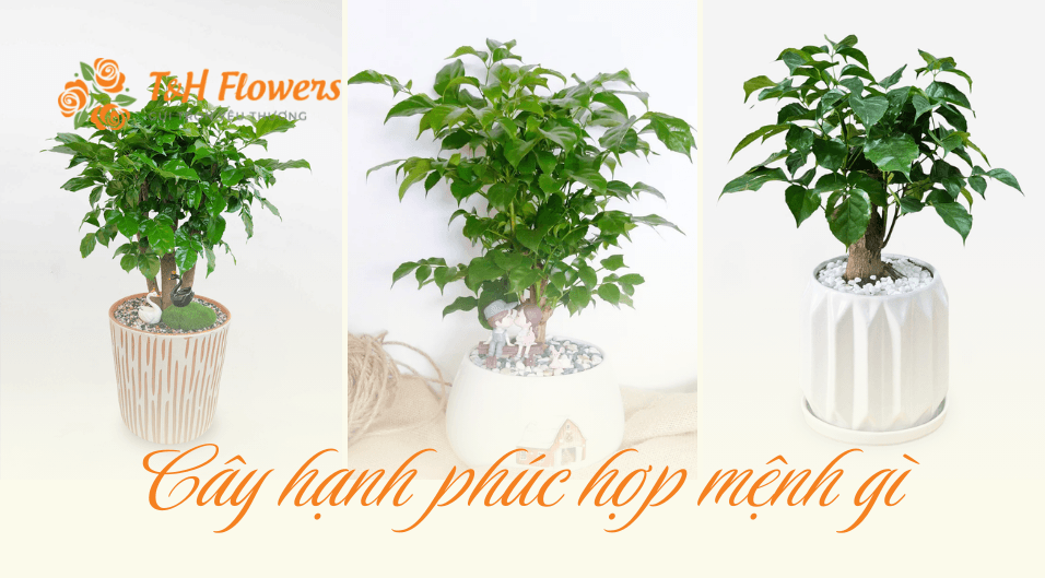 cây hạnh phúc hợp mệnh gì