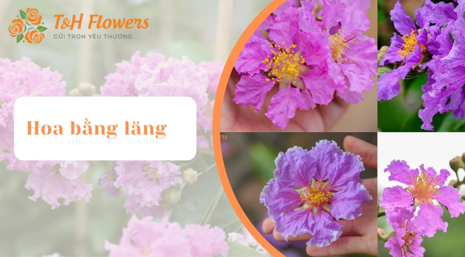 hoa bằng lăng