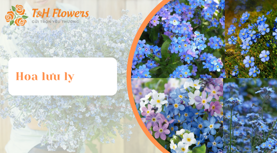hoa lưu ly